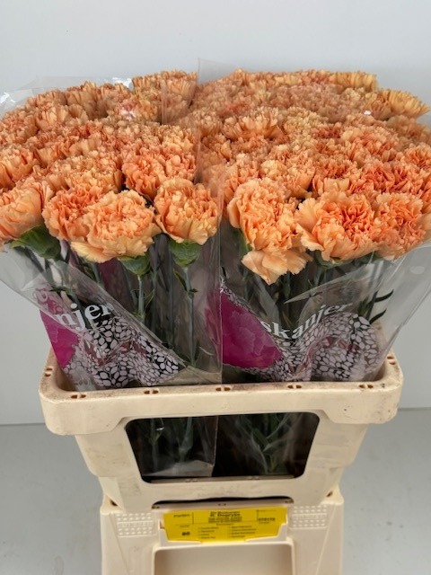 Диантус од. Карамель Ковбой, шт.