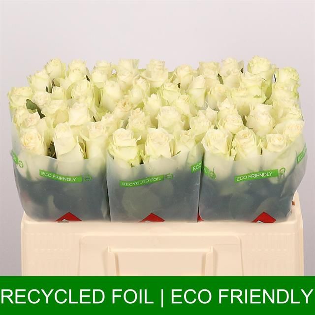 Роза од. Альбатрос 50, шт.