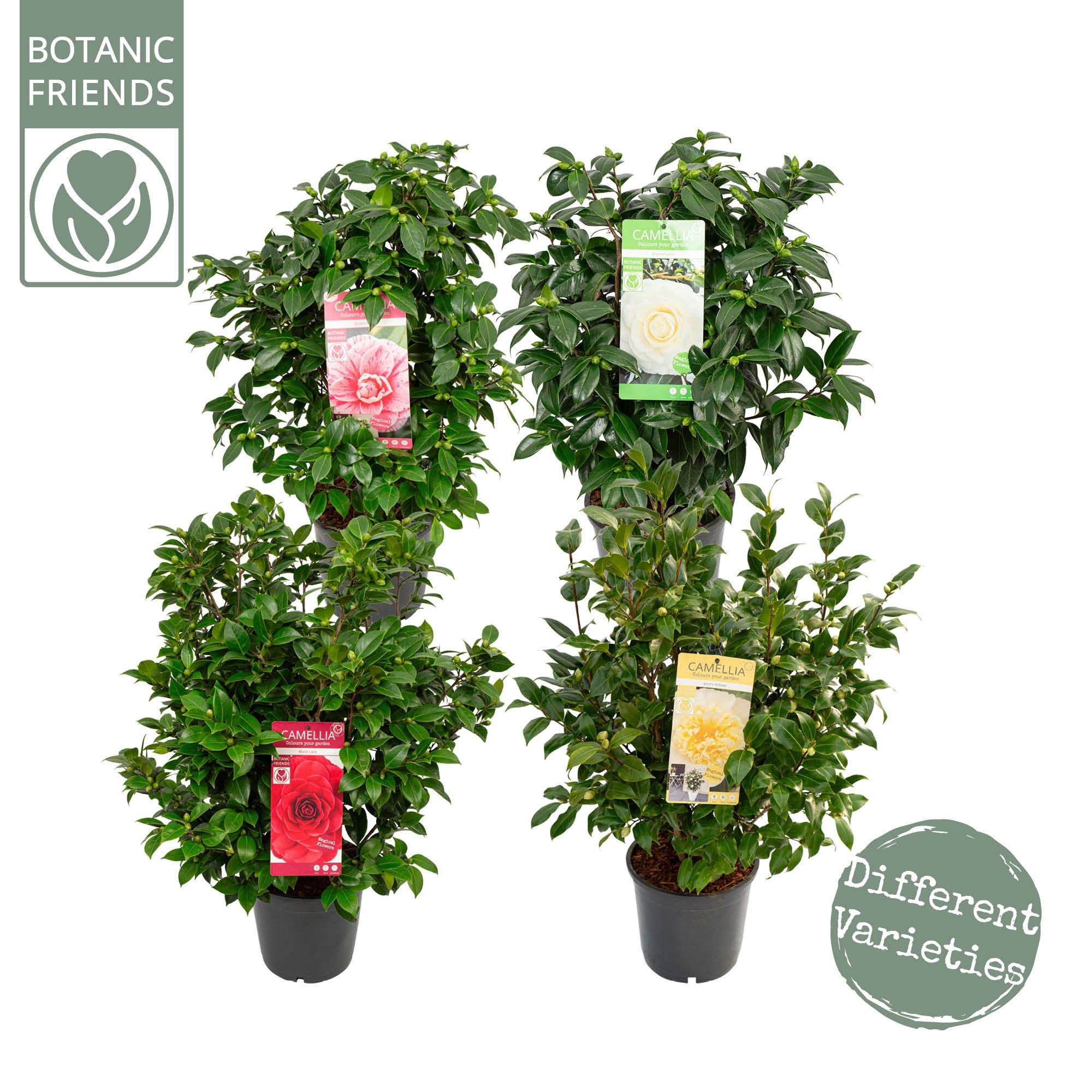 Camellia Mix, D 24 cm Camellia Mix, D 24 cm