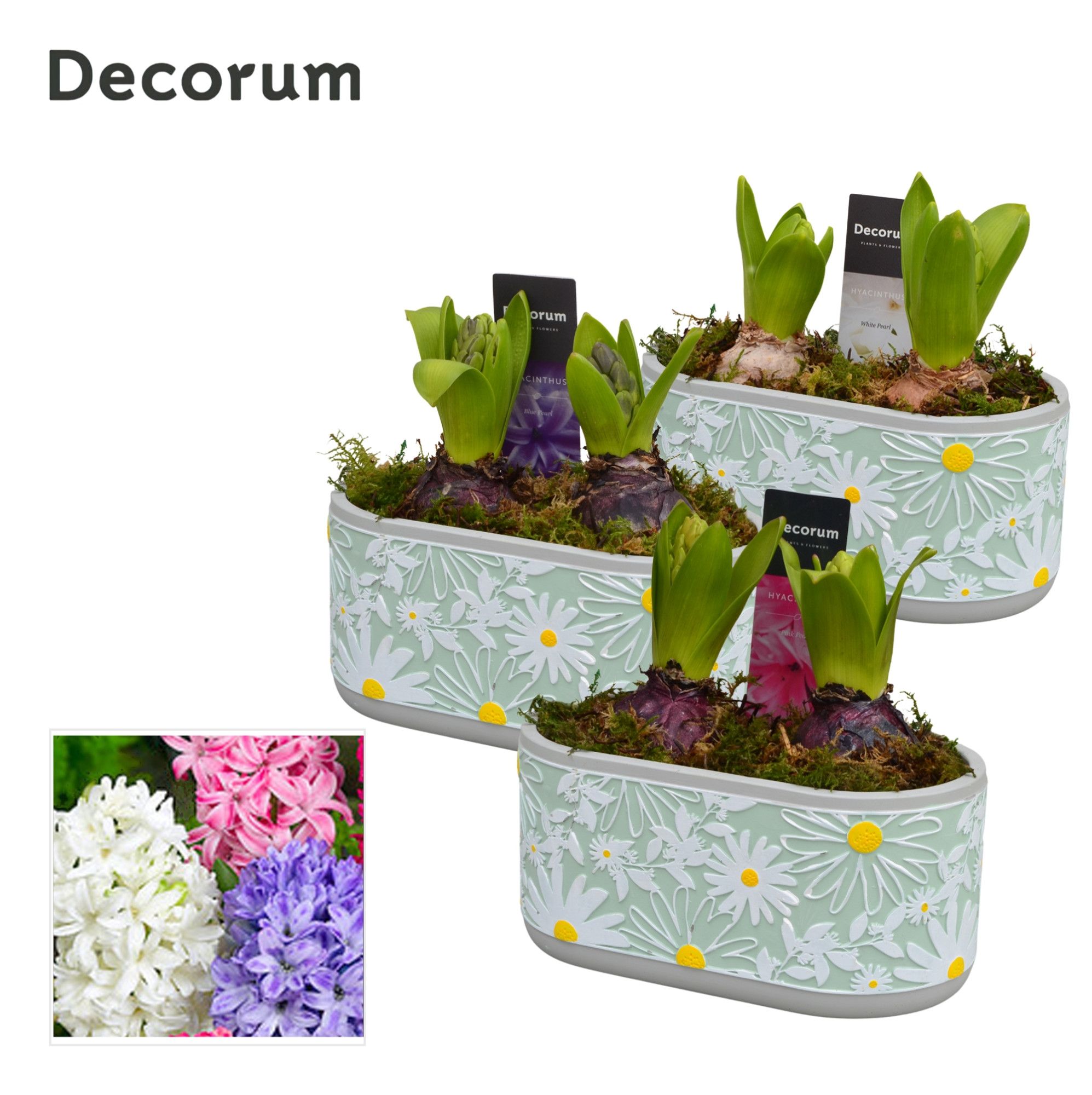 Hyacint Margriet HL14893 [PURE], D 17