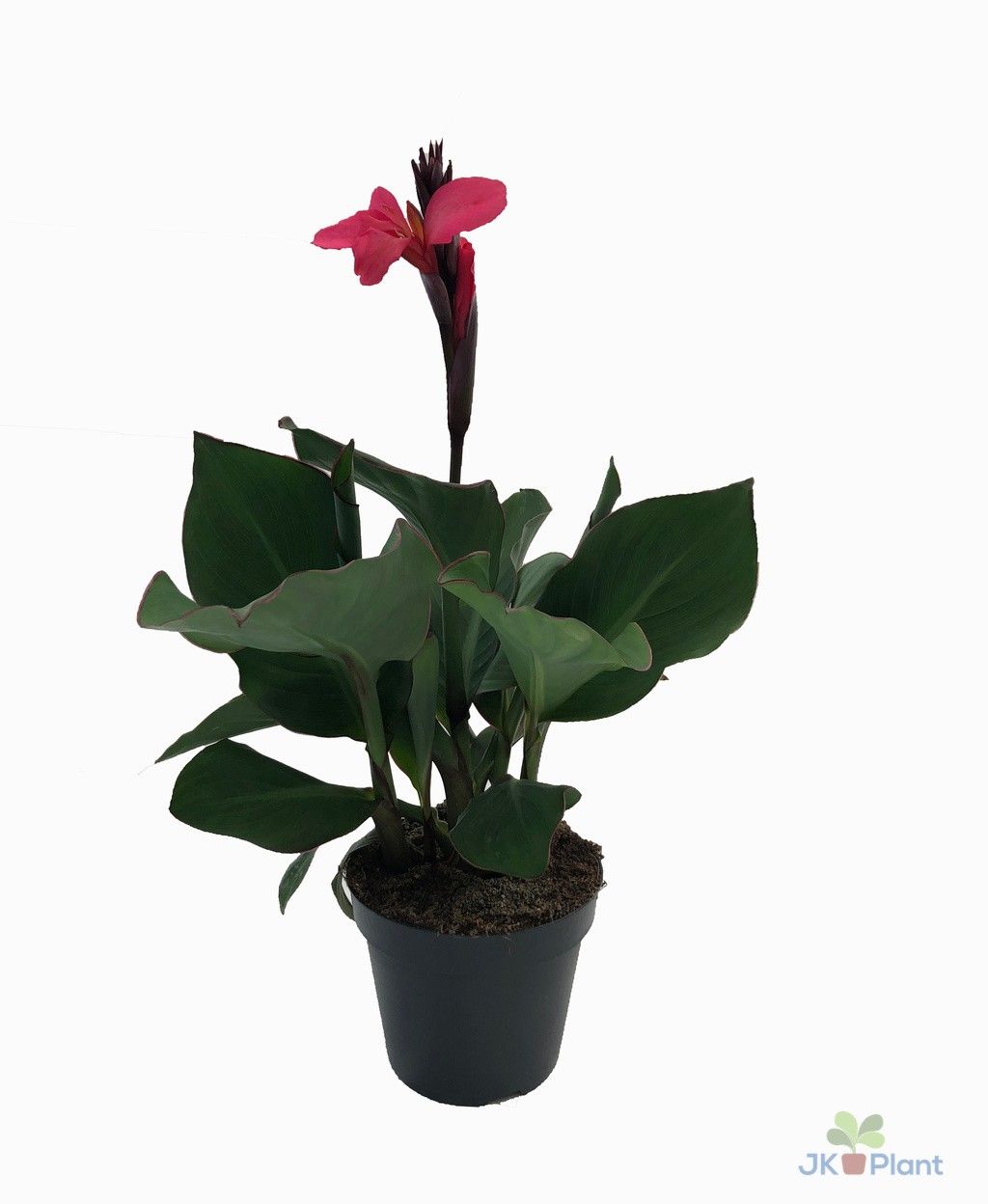 Canna "Cannova" rose, D 17