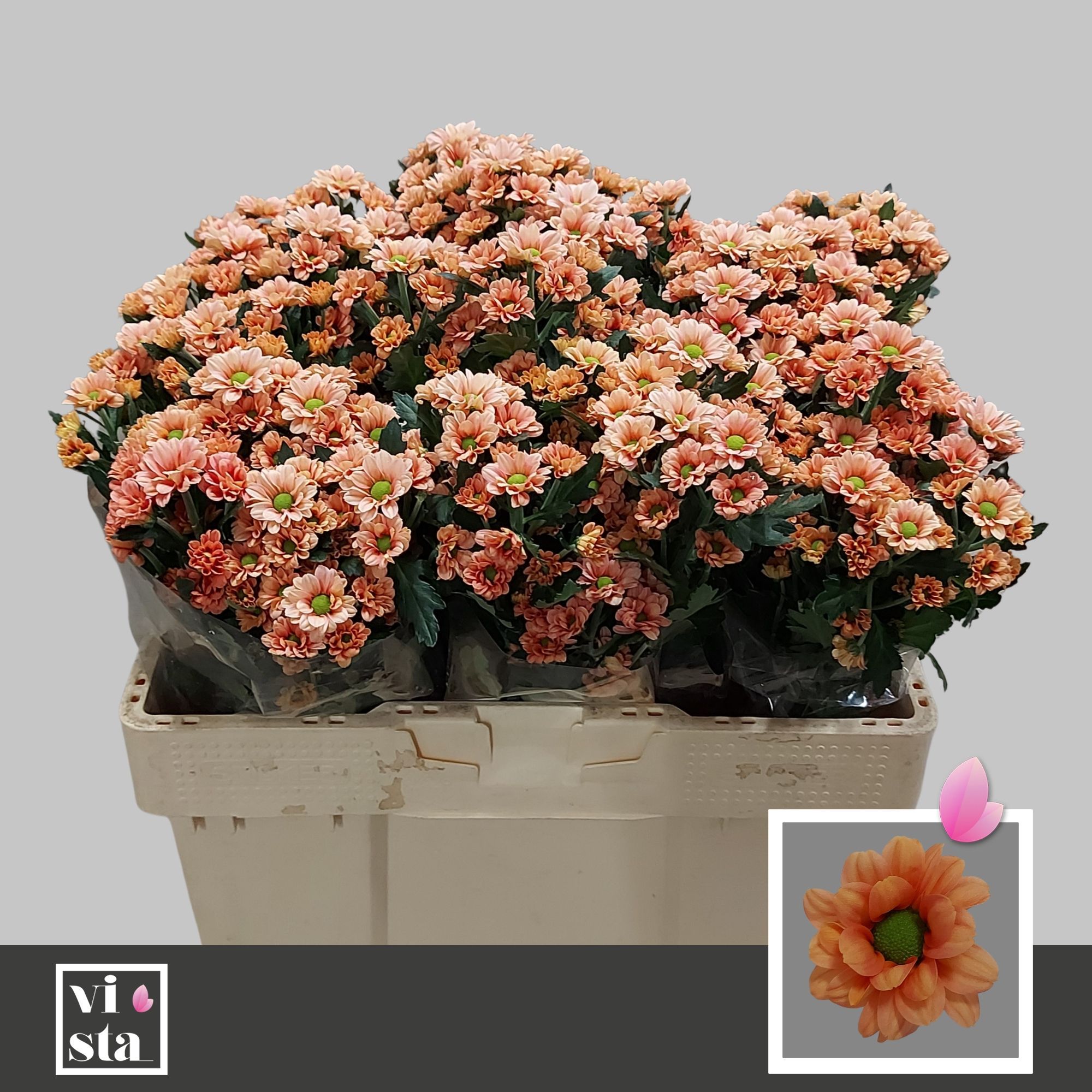 Сантини Бабетта, шт.