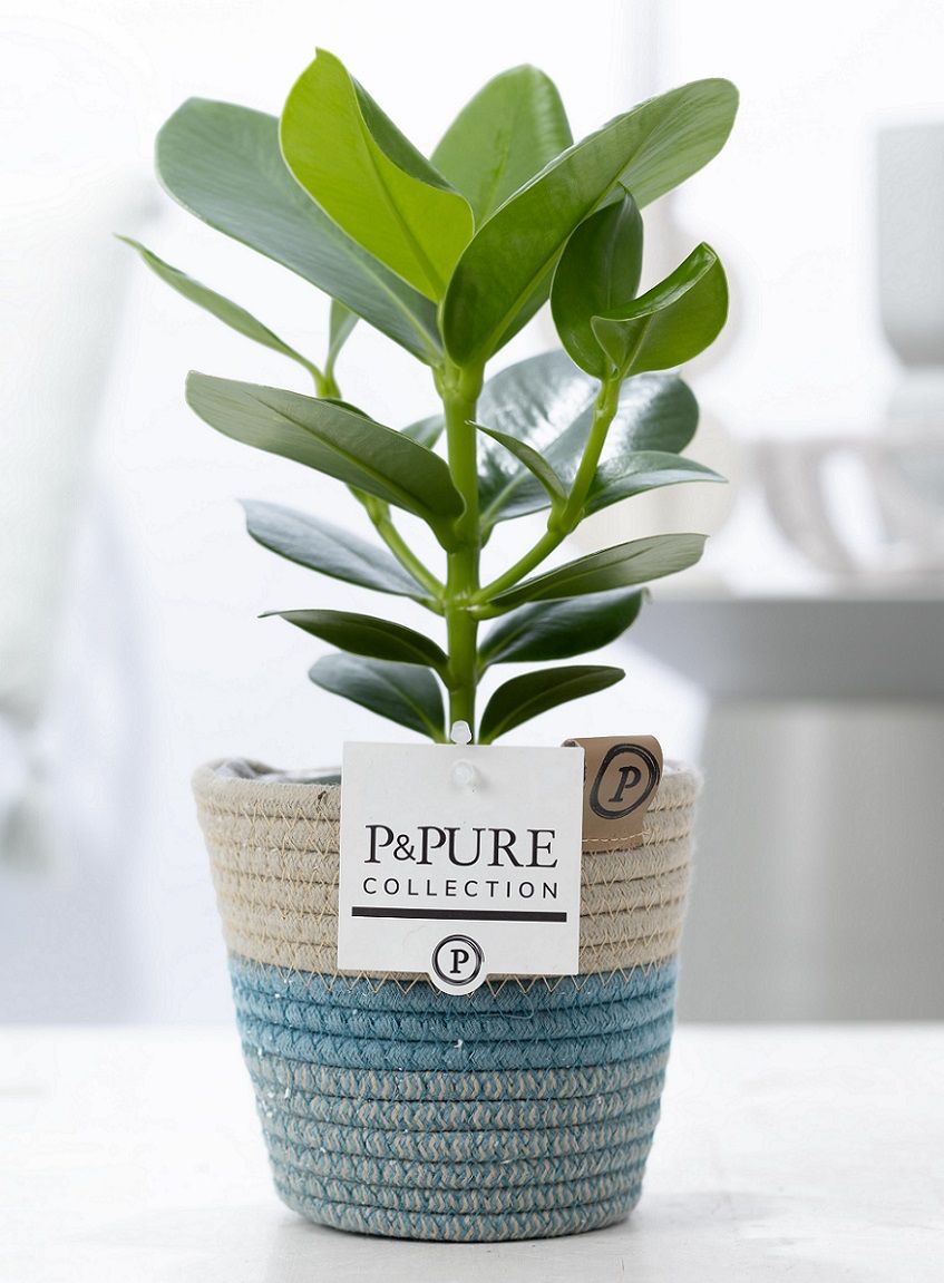 Clusia Rosea Princess in P&PURE Fashionpot Valerie, D 12