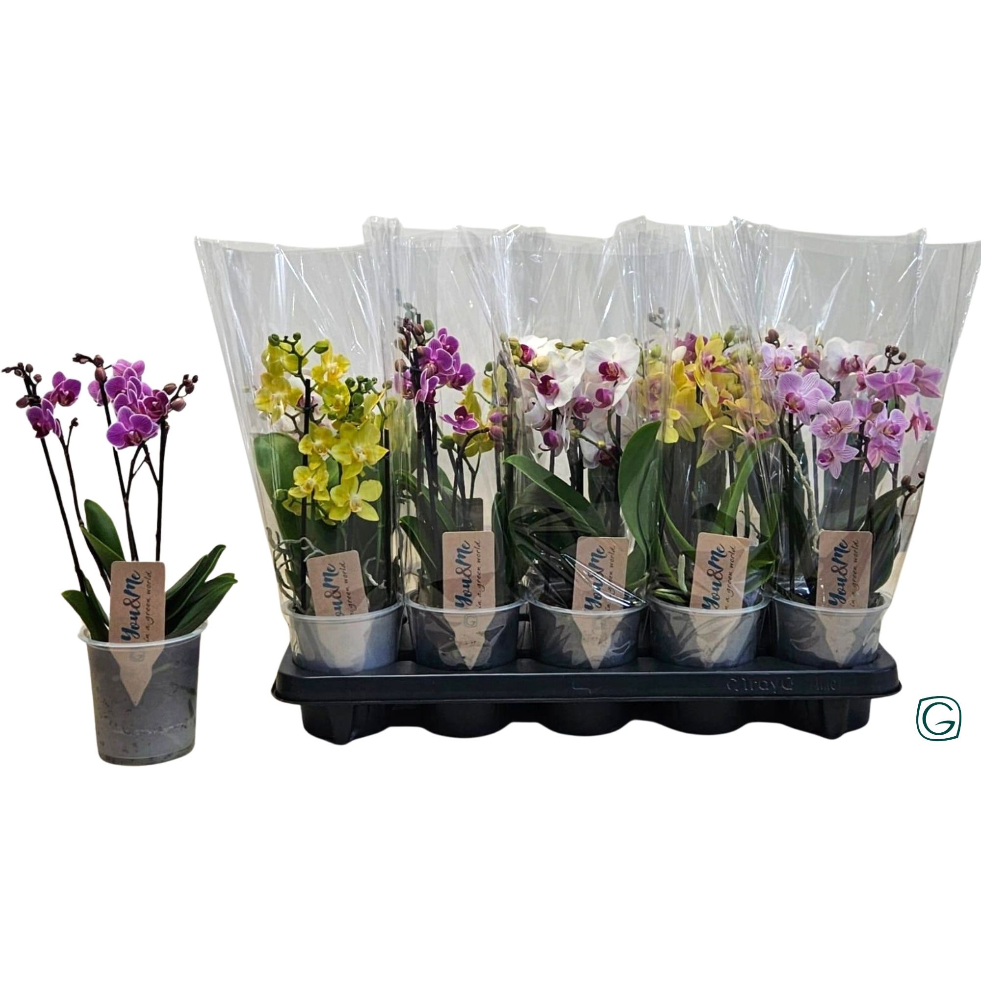 Multiflora 2-3 tak compacte mix, D 12