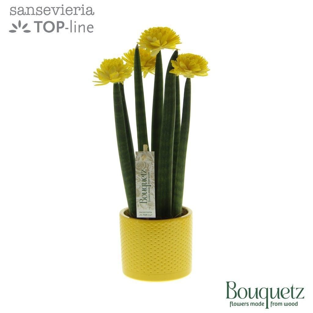 Sansevieria TOP-line Bouquetz Yellow in Dots keramiek, D 8,5