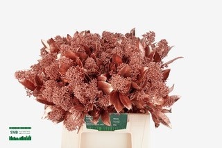 Скимия Овериг крашеный за пучок (краш. ) 40, пуч.