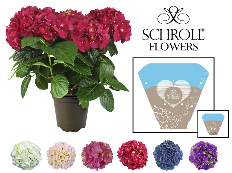 HYDRANGEA MACROPHYLLA, D 13