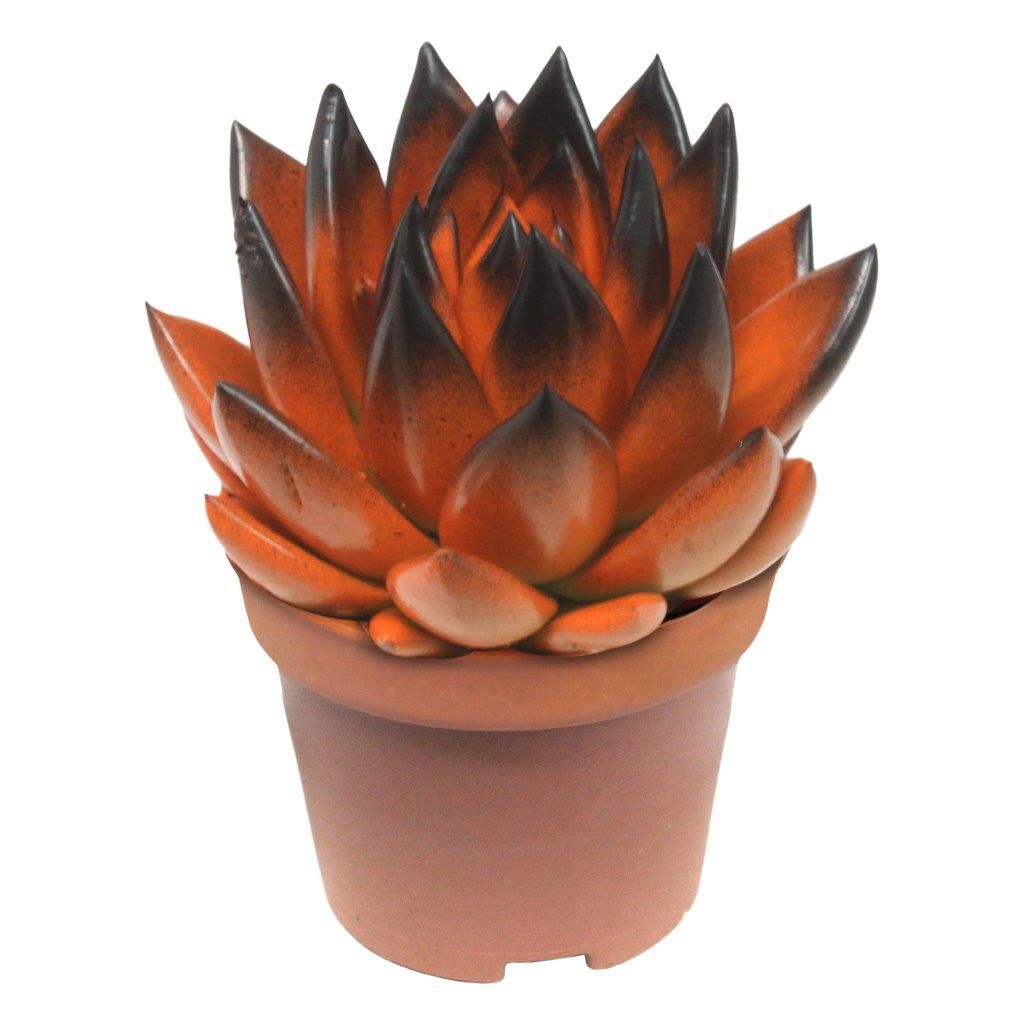 Miranda bicoloured orange/black, D 6 cm