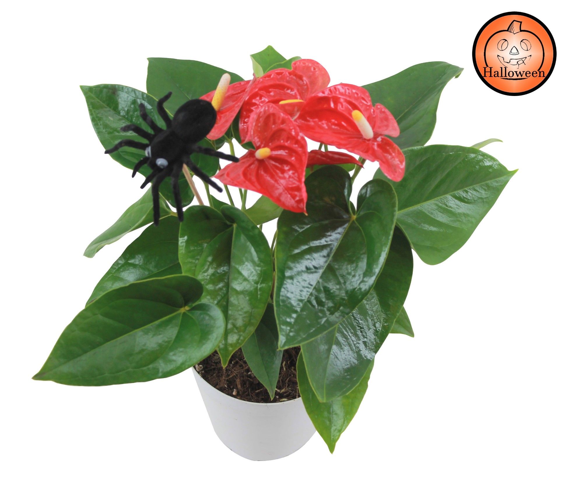 Anthurium XL.9 Jambo Red 14cm met spin bijsteker, D 14