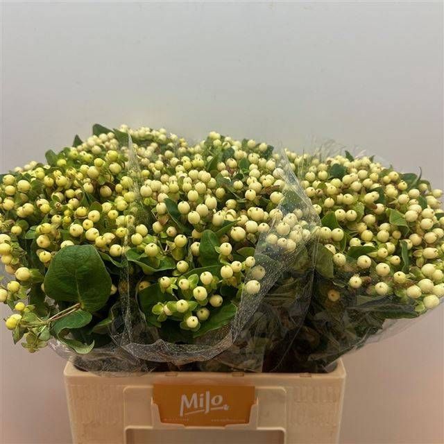 Гипперикум Мэджикал Вайт Принц 60, шт.