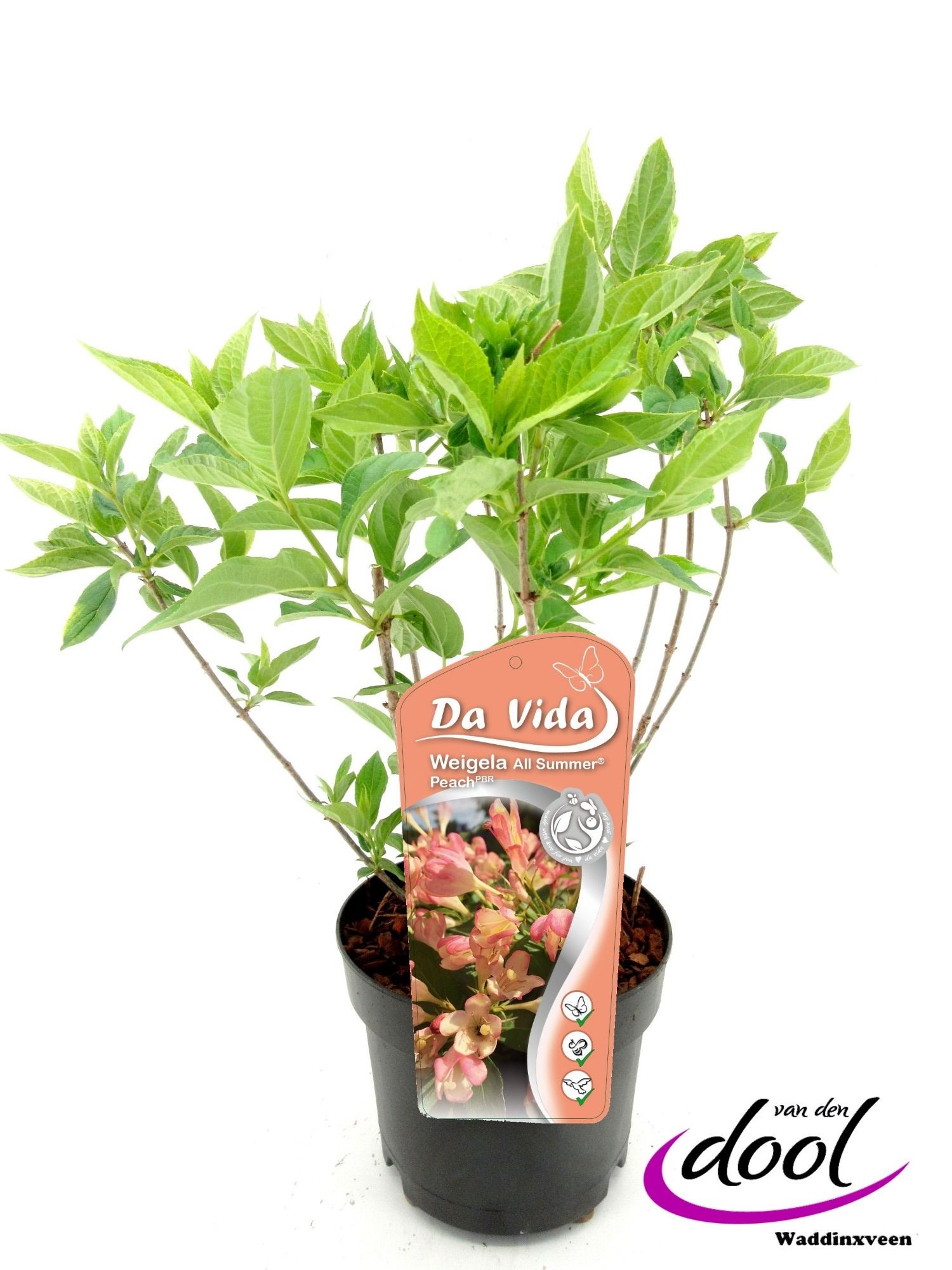 Weigela All Summer Peach, D 19 cm