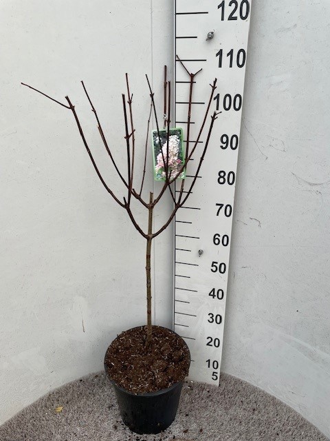 Hydrangea pan. Angels Blush 60 stam P28 C10, D 28