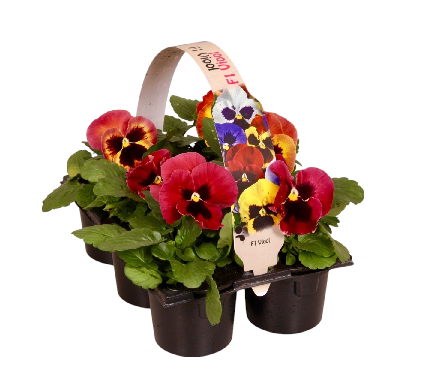 Viool F1 geel met rode vlag 6p, D 9 cm Viool F1 geel met rode vlag 6p, D 9 cm