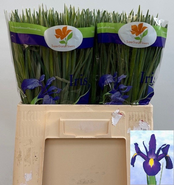 Ирис Блю Мэджик (син.), шт.