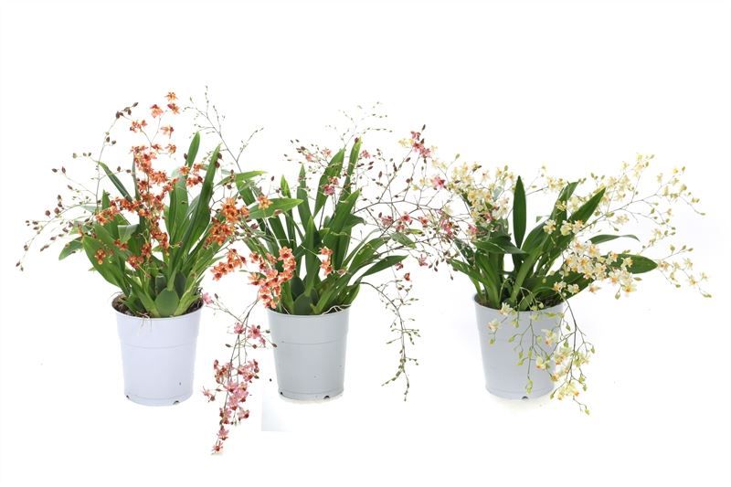 Oncidium p09 Tiny Twinkle mix 4T, D 9