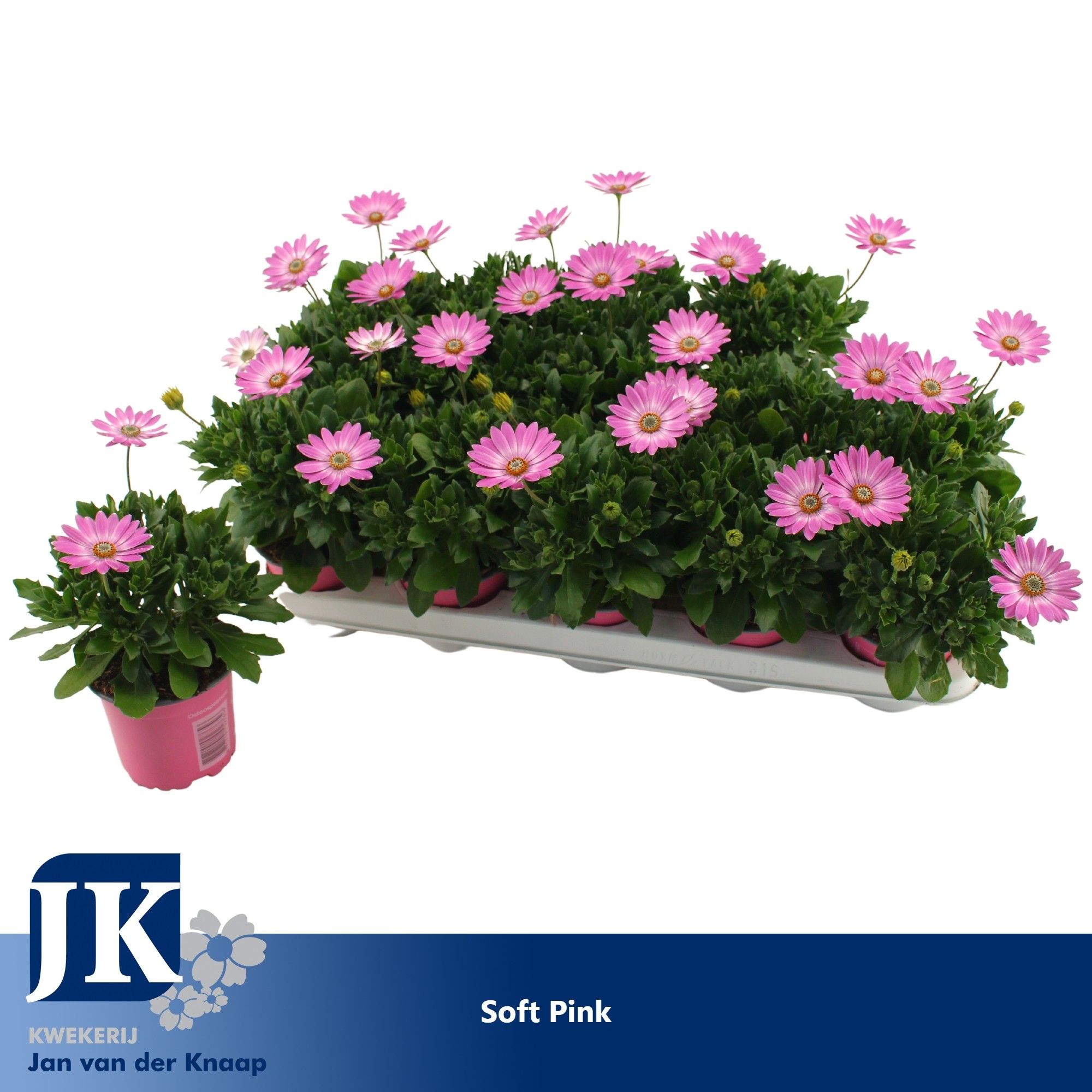 Osteospermum Soft Pink TST, D 10,5
