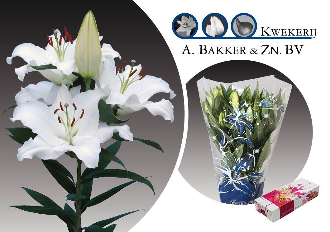 Лилия Пасифик Оушен 80, шт.