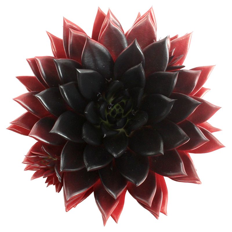 Miranda coloured flag Albania, D 10,5