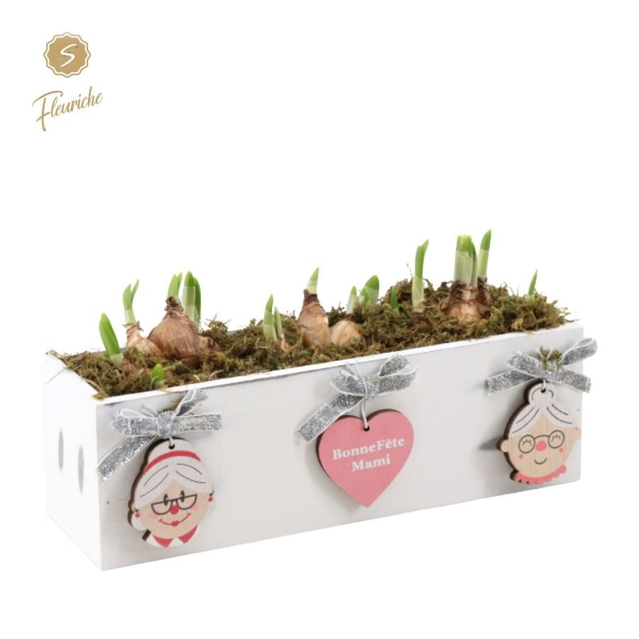 (11924) Narcissus Bone Fete Mami 3PP Mos, D 28 cm