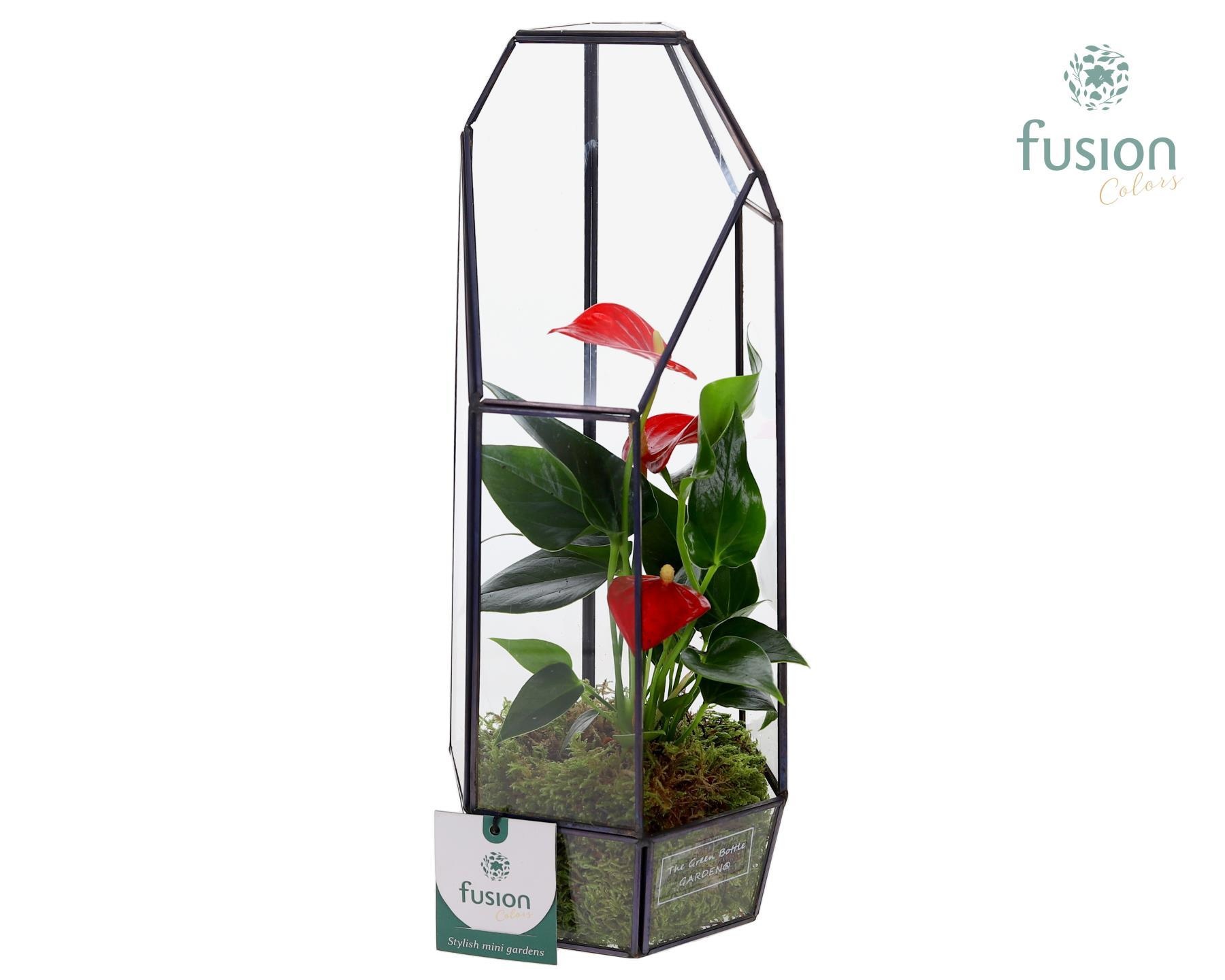Metalen Lantaarn met Anthurium, D 12