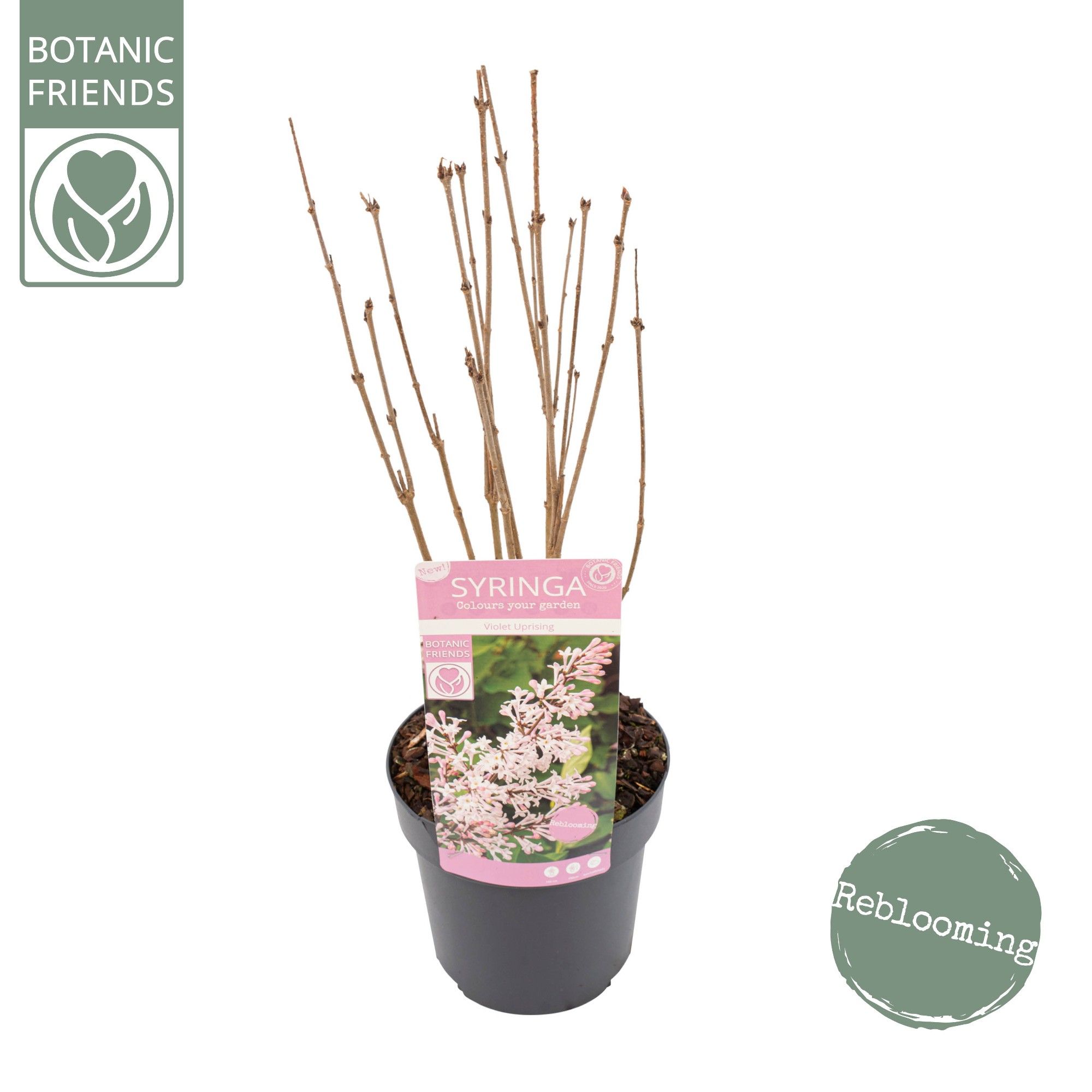 Syringa pat. 'Violet Uprising', D 19