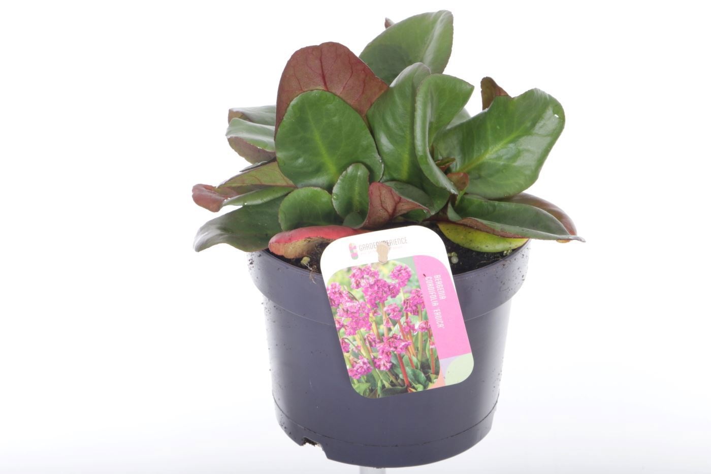 Bergenia cordifolia Eroica, D 17