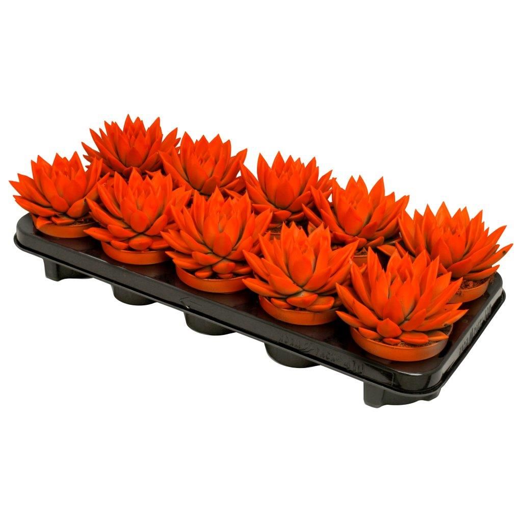 Miranda coloured neon orange, D 10,5