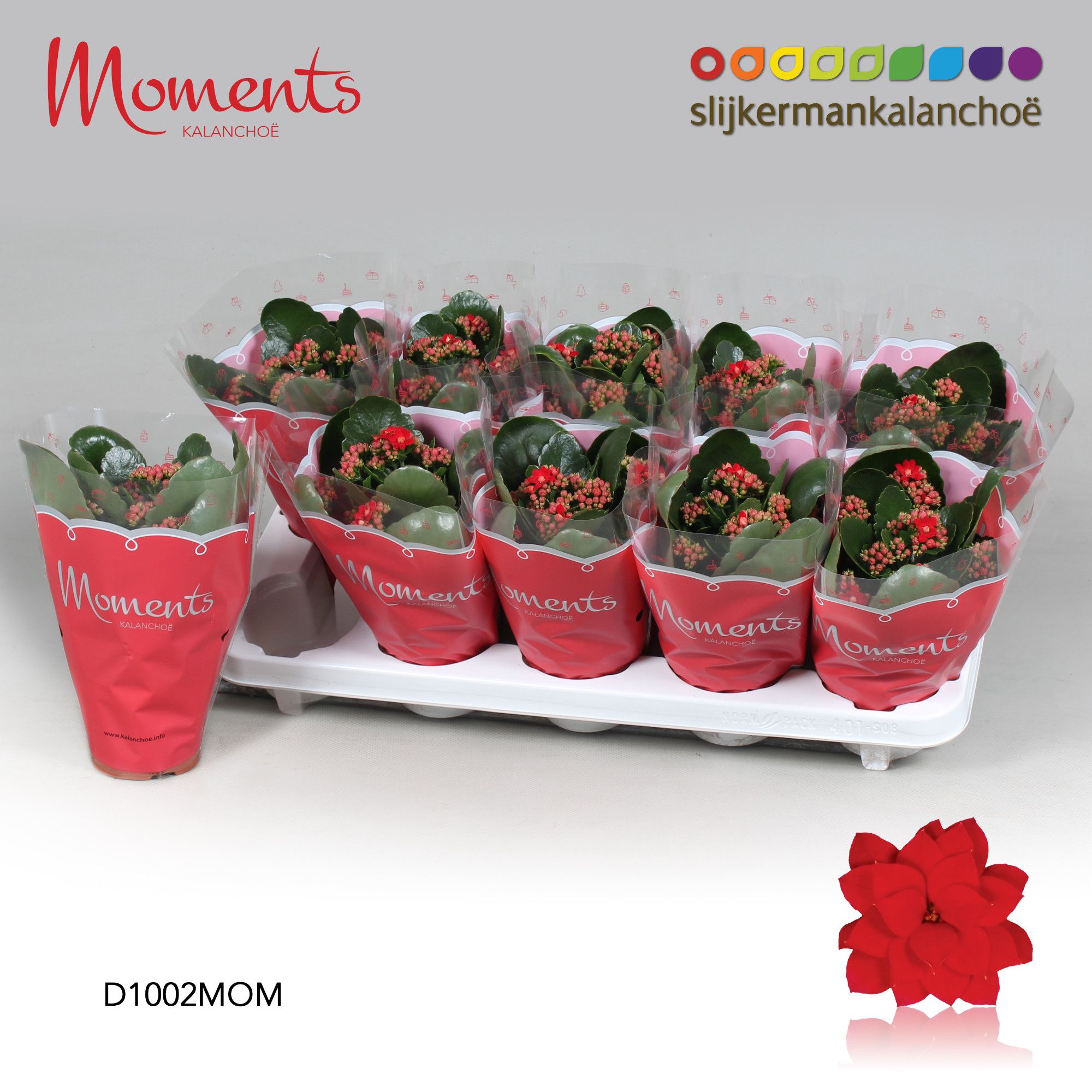 Kalanchoe Moments - Red, D 10,5
