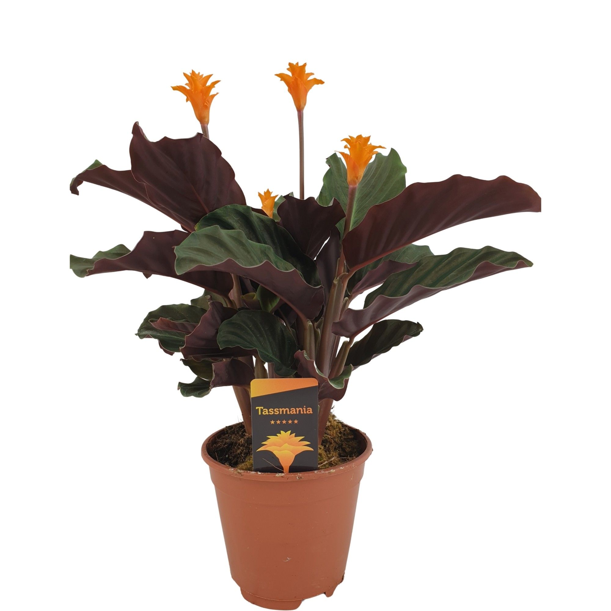 Calathea crocata 'Tassmania' 3/4 bl, D 14