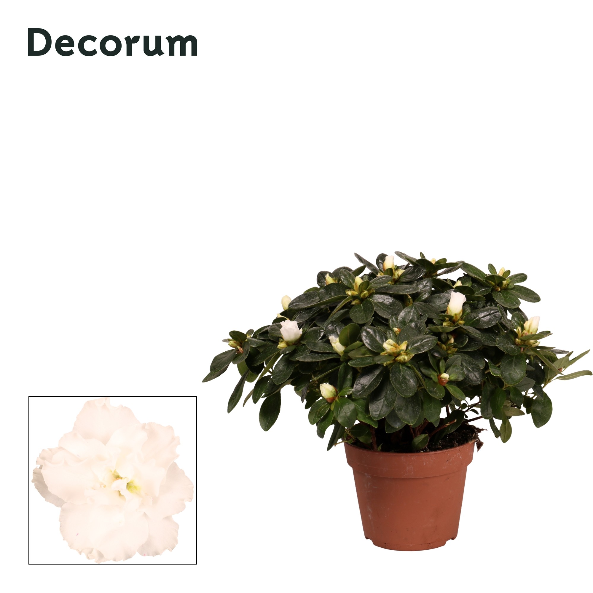 Azalea 'wit' 30 - 32 cm Decorum, D 14