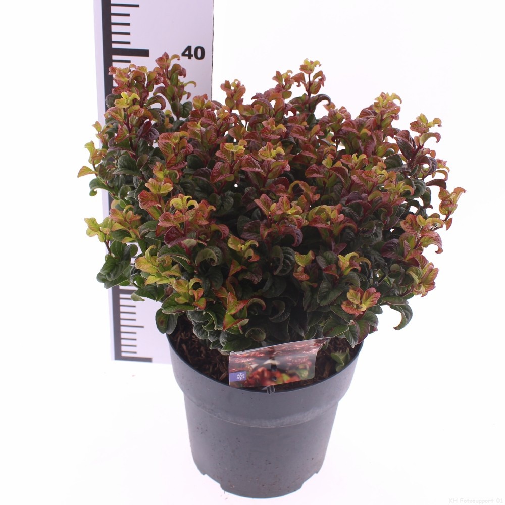 Leucothoe axillaris 'Curly Red', D 23 cm