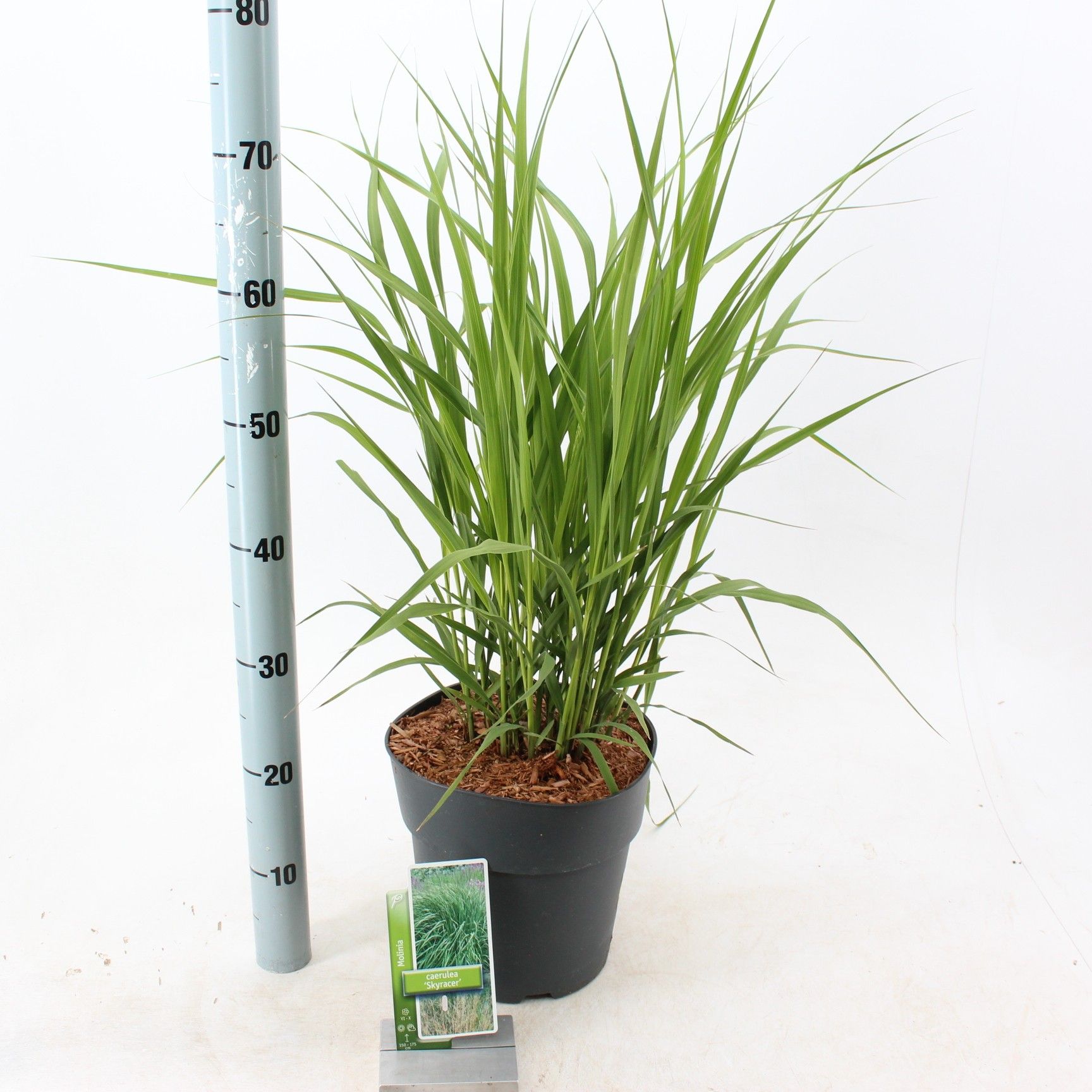 Molinia arundinacea 'Skyracer', D 23