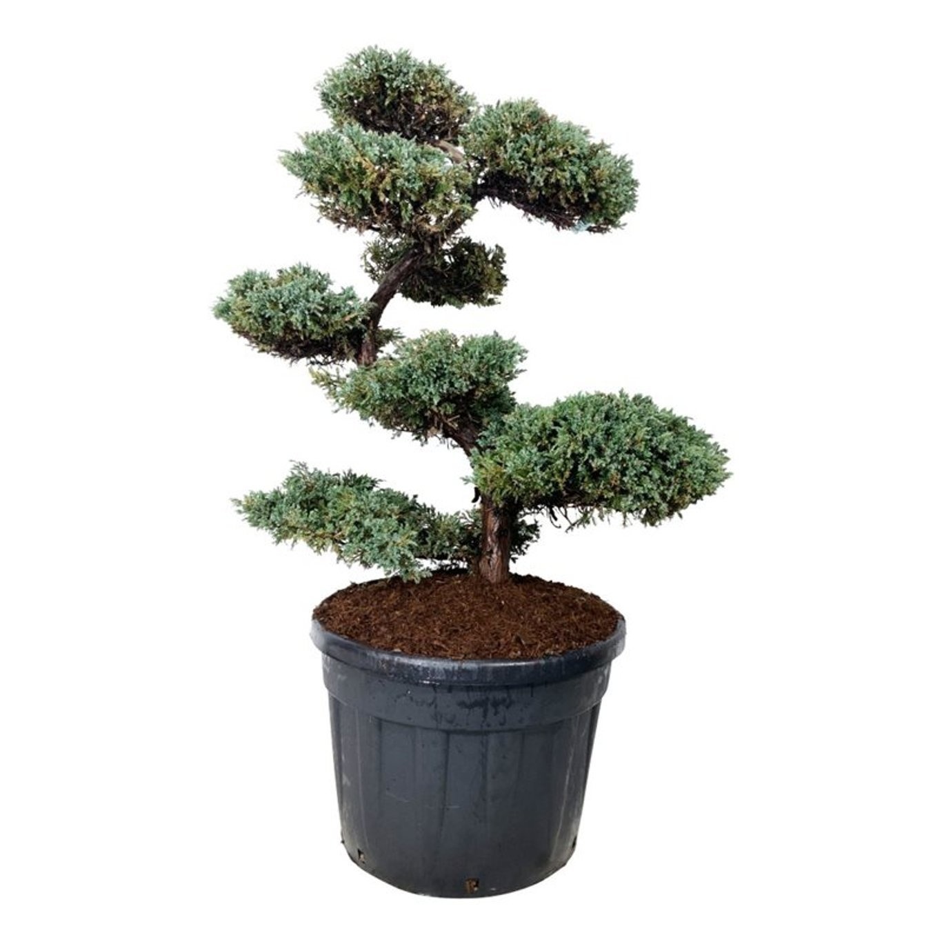 Juniperus sq. 'Blue Carpet', D 70