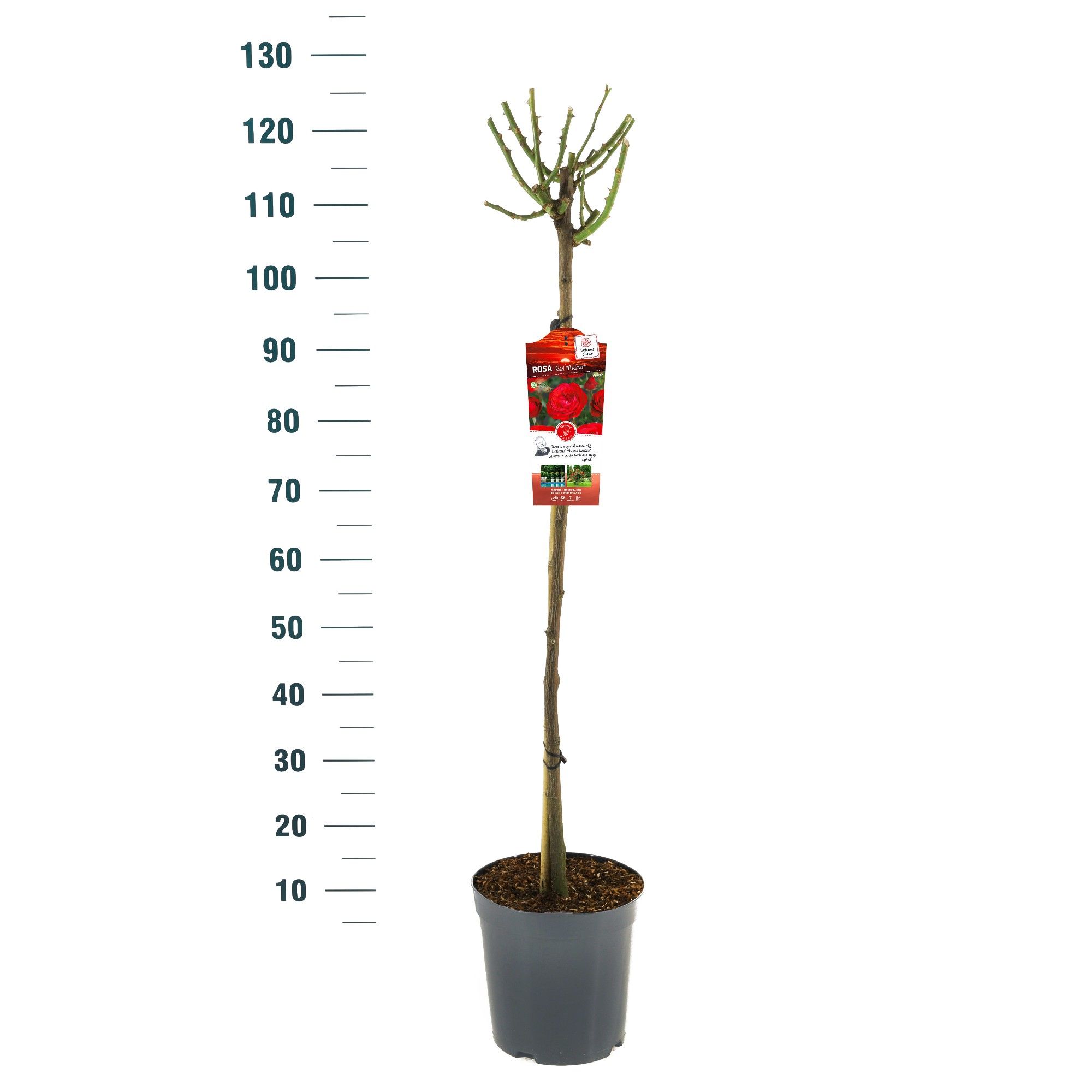 Rosa 'Red Meilove' - 90 Stam - Exclusive Collection, D 24