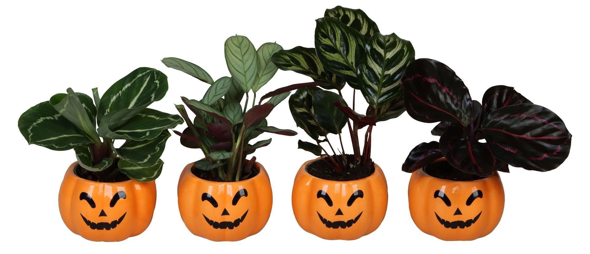 L 66466 With Calathea Mix 6 cm, D 6