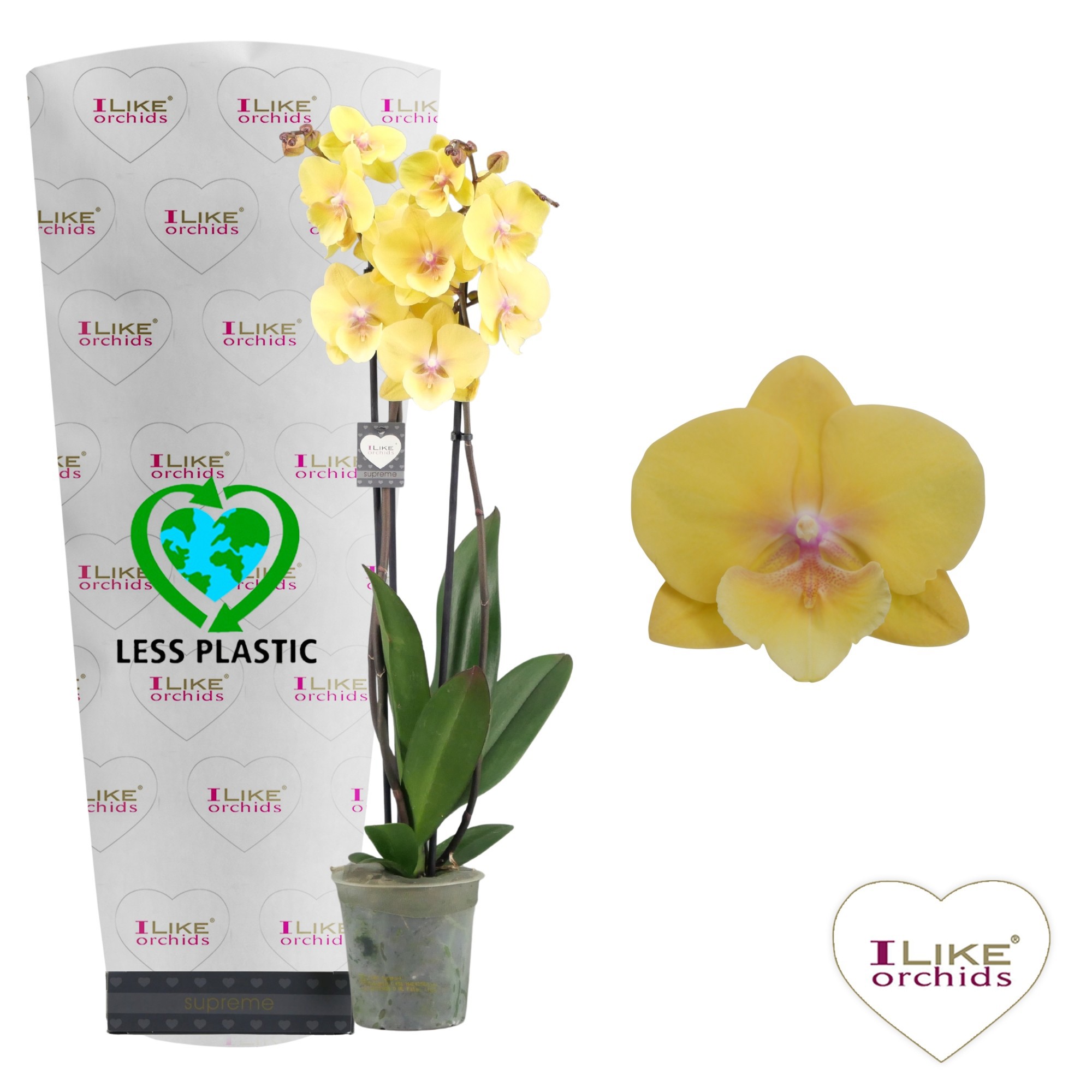Phalaenopsis Palau - 3 tak 60cm (Less Plastic), D 12