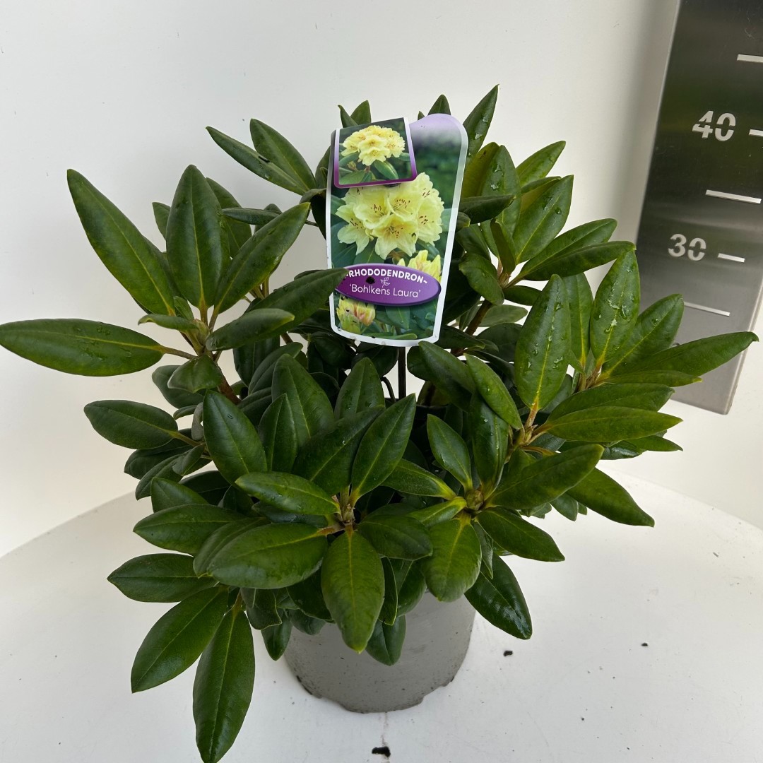 Rhododendron yakushimanum Bohlkens Laura, D 23