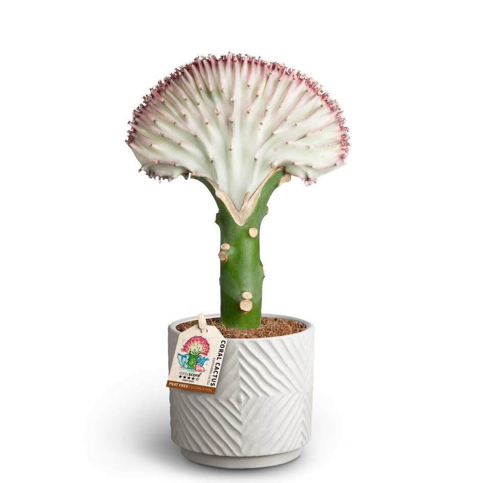 Dune Sand, Lacthea, D 10