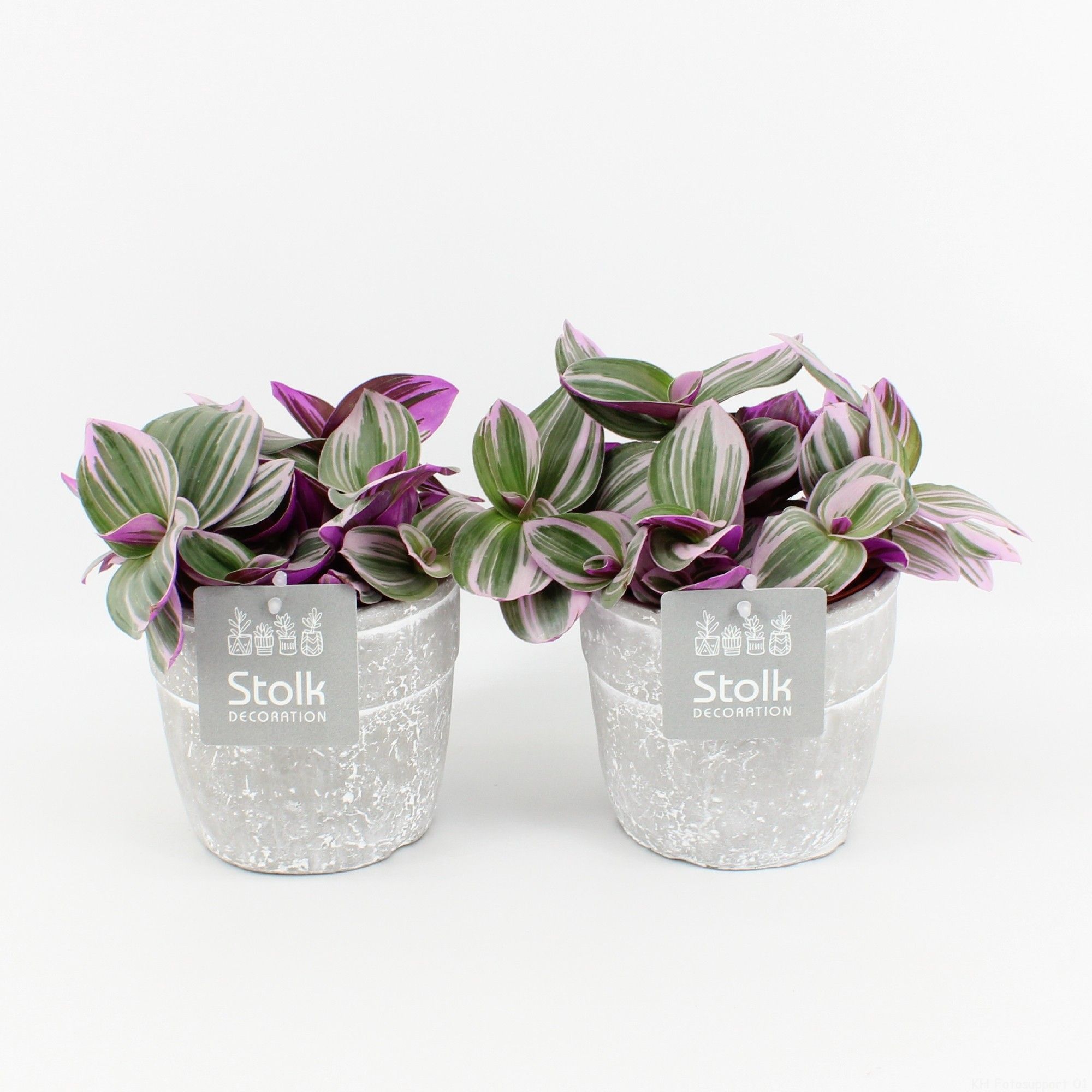 Tradescantia Nanouk In Stone Look Pot, D 13 cm Tradescantia Nanouk In Stone Look Pot, D 13 cm