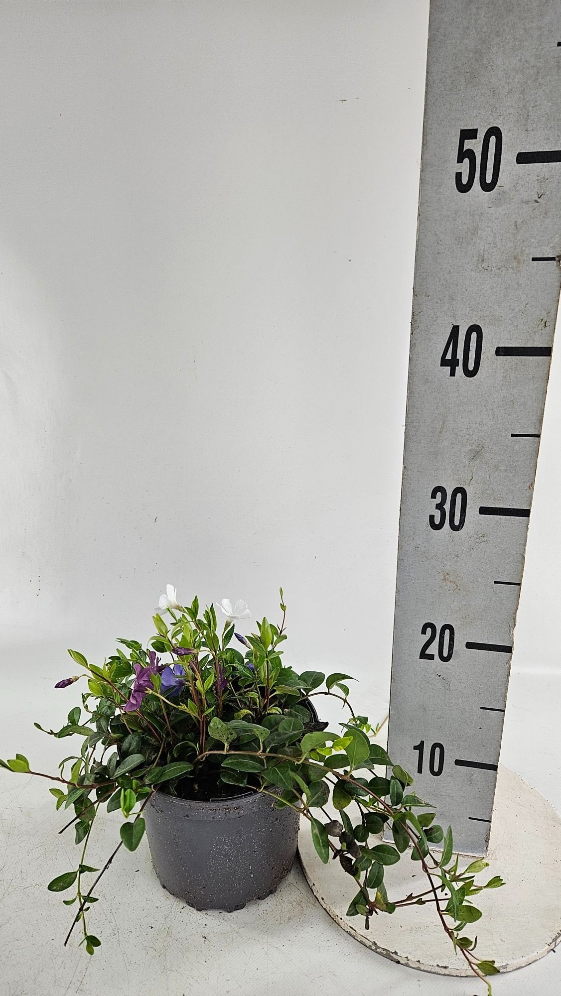 Vinca minor 'Trio', D 15