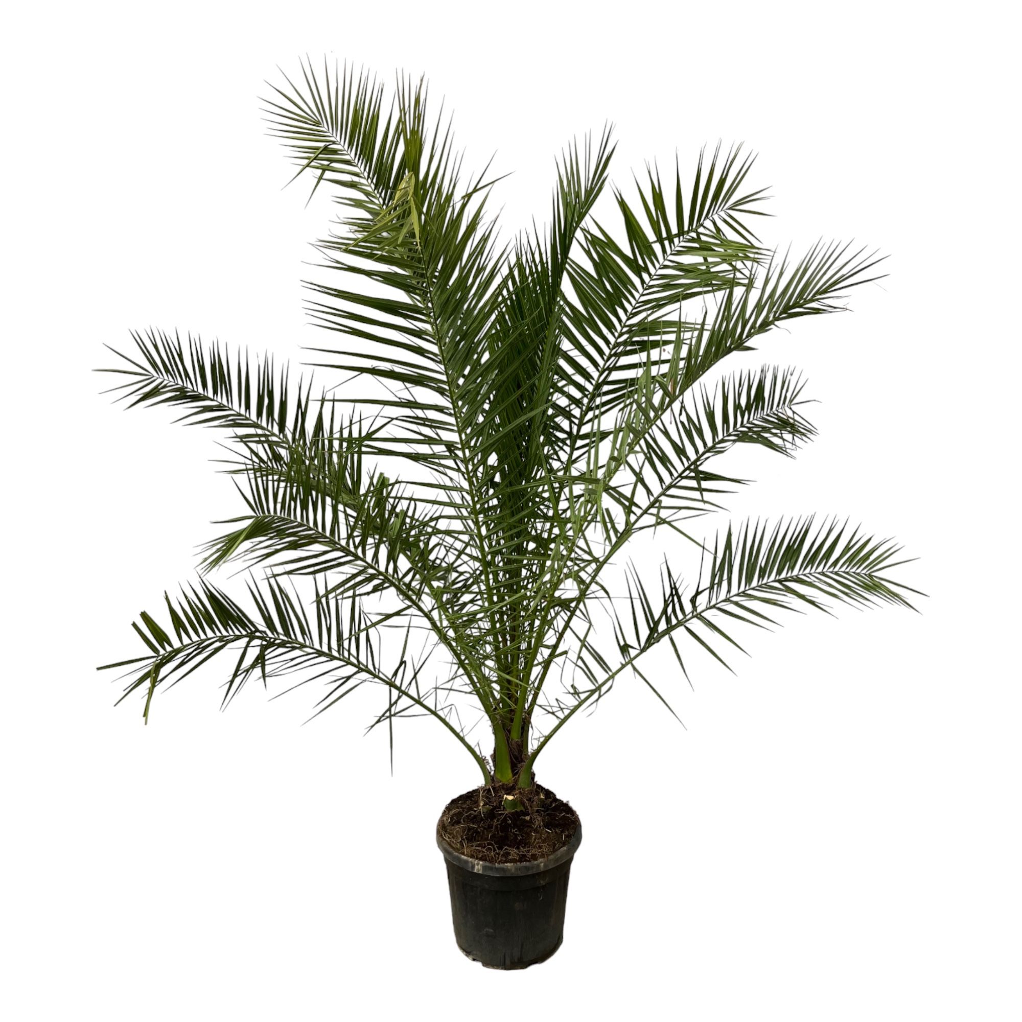 Phoenix Canariensis - 250cm, D 45