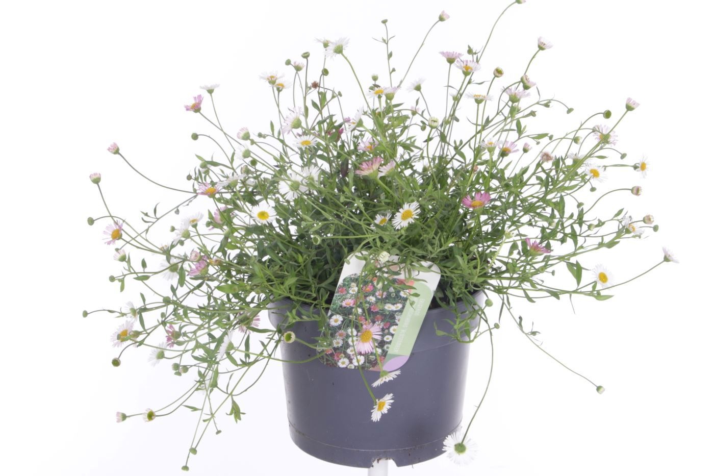 Erigeron karvinskianus Bl�tenmeer, D 17 cm