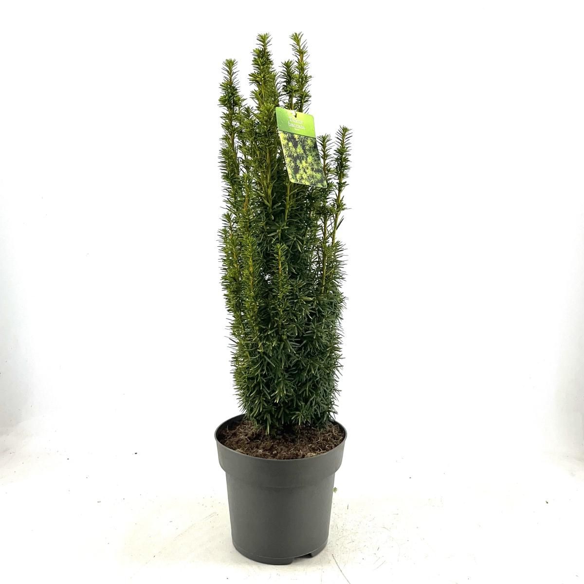 Taxus b. 'David', D 28