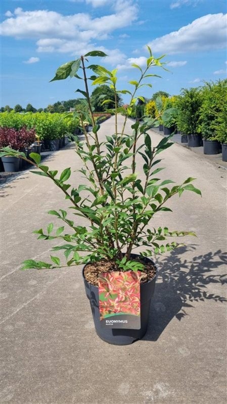 Euonymus alatus, D 29 cm