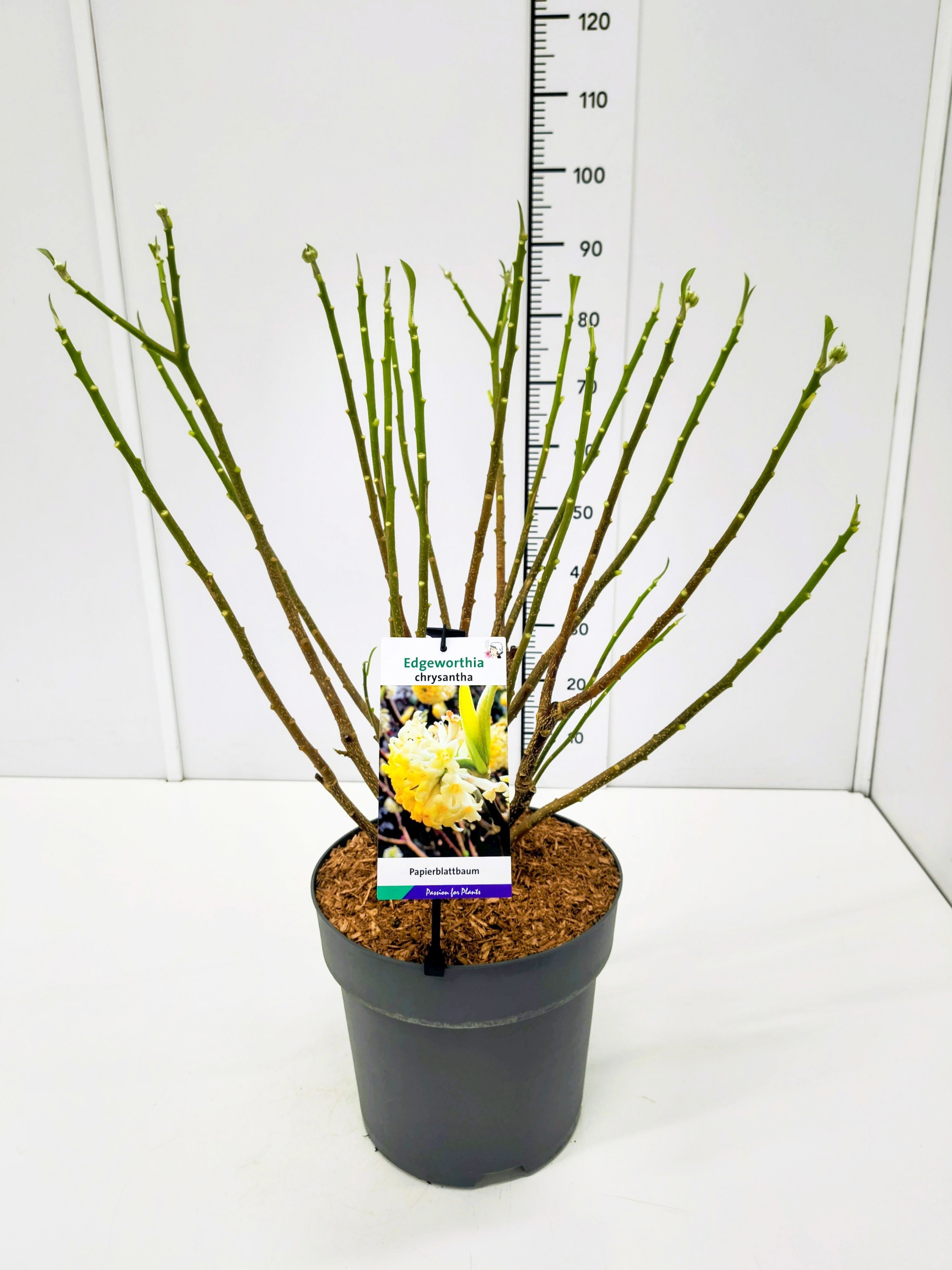 Edgeworthia chrysantha KN60-80C12, D 28