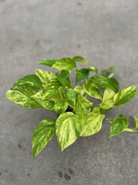 EPIPREMNUM PINNATUM, D 12