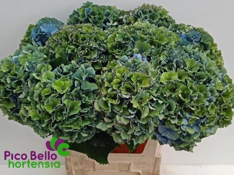 Гортензия Роял Парад Классик 80, шт.