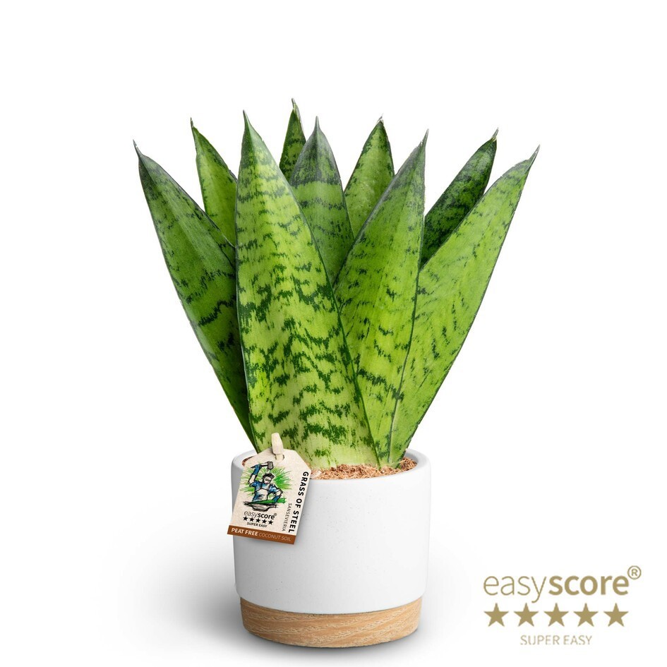 Woodbase White, Sansevieria zeylanica ´Fan´, D 10