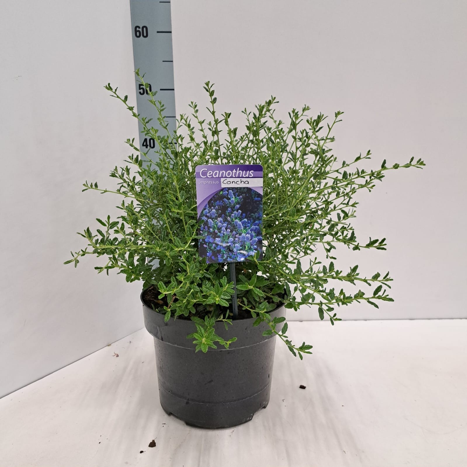 Ceanothus 'Concha', D 23 cm