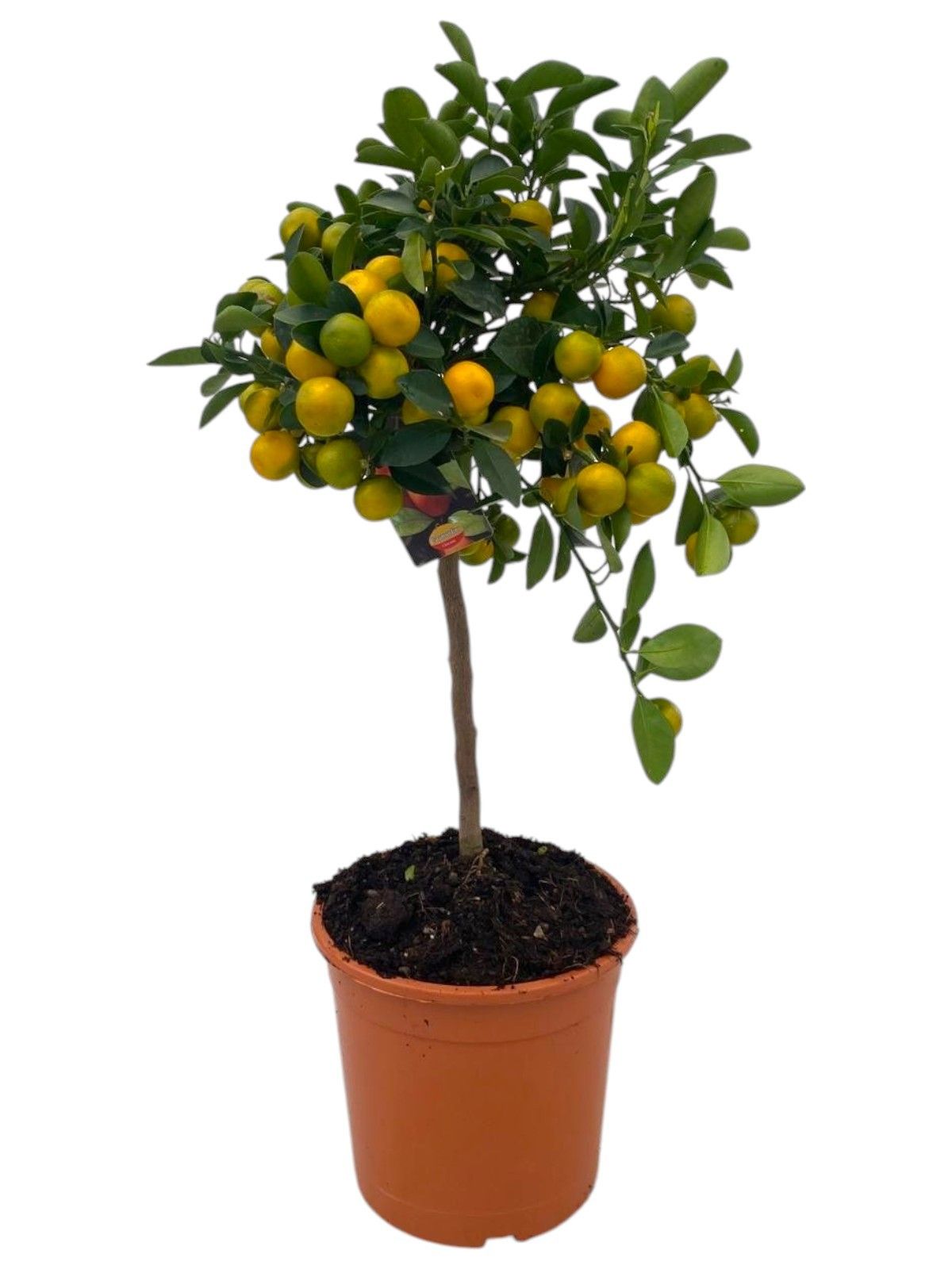 Citrus Calamondin "op stam", D 21